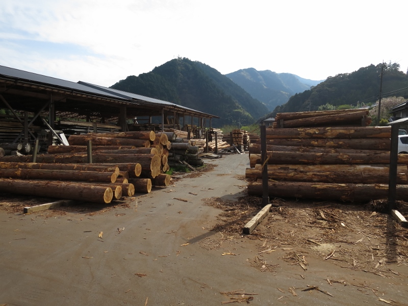 高知県の杉の製材工場